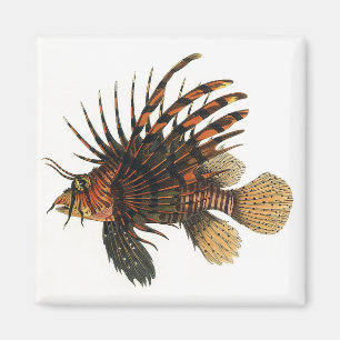 Imã Peixe-Leão, Vida Marinha Oceânica Animal Vintage