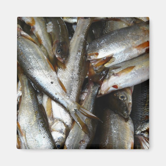 Imã Peixe Minnow norte (Frente)