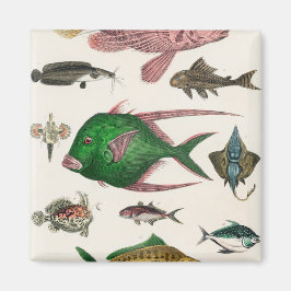 Imã peixe, oceano, fofo, mar, água, animais, pesca