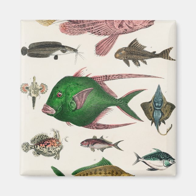 Imã peixe, oceano, fofo, mar, água, animais, pesca (Frente)