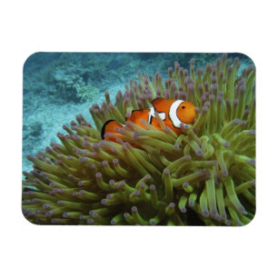 Ímã Peixe-palhaço-ocidental ( Amphiprion ocellaris )