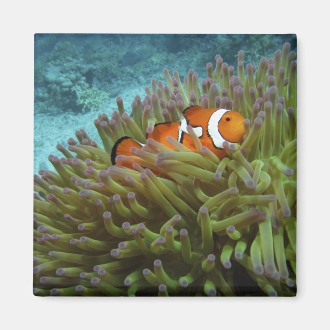 Imã Peixe-palheiro ocidental ( Amphiprion ocellaris ) (Frente)