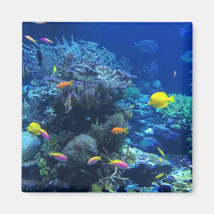 Imã Peixe tropical amarelo
