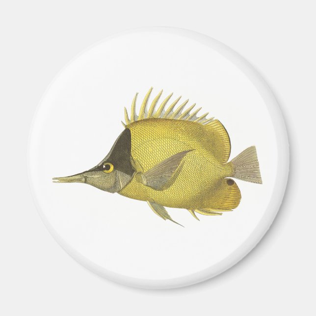 Imã Peixe Tropical Amarelo Chelmon Longirostris, Vinta (Frente)