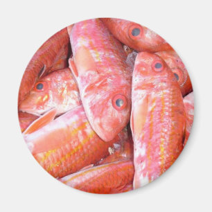 Imã Peixes