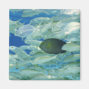 Imã Peixes amarelos do cirurgião com o peixe dourado