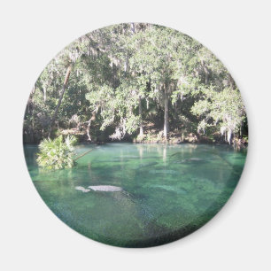 Imã Peixes-boi no ímã de Blue Springs