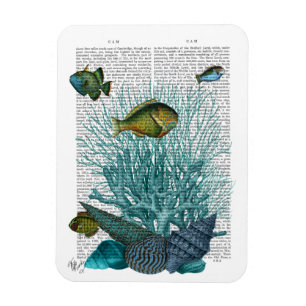 Ímã Peixes, Cascas Azuis e Corais