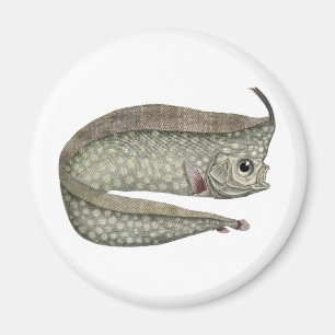 Imã Peixes com crista do Oarfish do vintage, vida