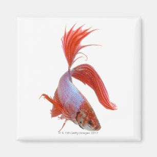 Imã Peixes de combate Siamese (splendens de Betta)