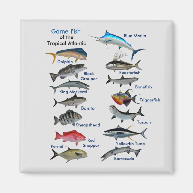 Imã Peixes de Jogo do Magno Atlântico Tropical (Frente)