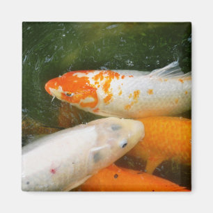 Imã Peixes de Koi
