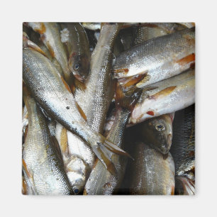 Imã Peixes dos Minnow de Pike do norte