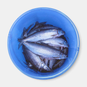 Imã Peixes em um balde