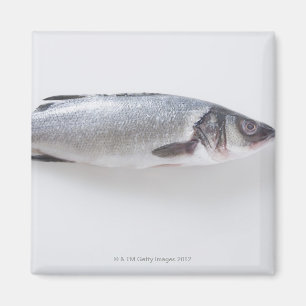 Imã Peixes inteiros do branzini