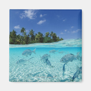 Imã Peixes no mar