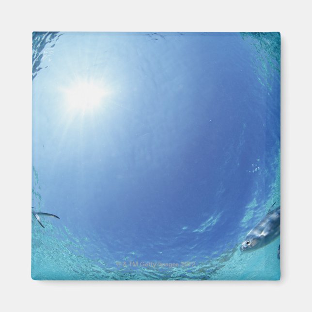 Imã Peixes no mar (Frente)