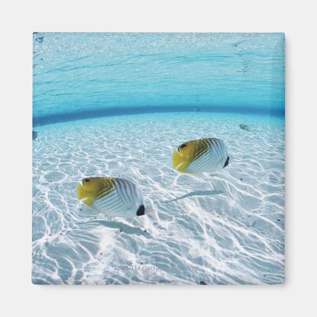 Imã Peixes no mar 2 (Frente)