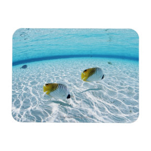 Ímã Peixes no mar 2