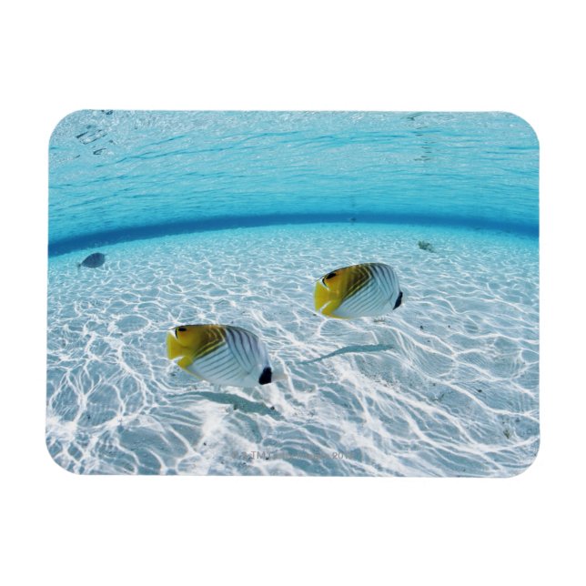 Ímã Peixes no mar 2 (Horizontal)