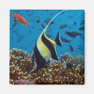 Imã Peixes Tropicais