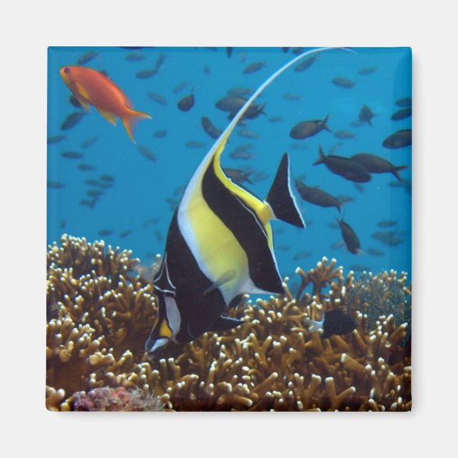 Imã Peixes Tropicais (Frente)