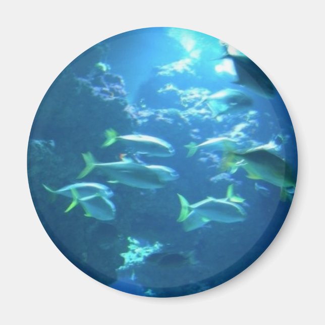 Imã Peixes Tropicais (Frente)