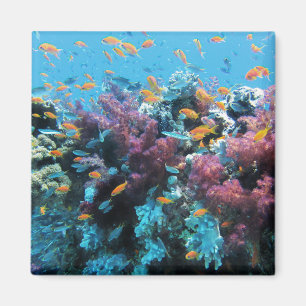 Imã Peixes Tropicais de Laranja e Coral Rosa