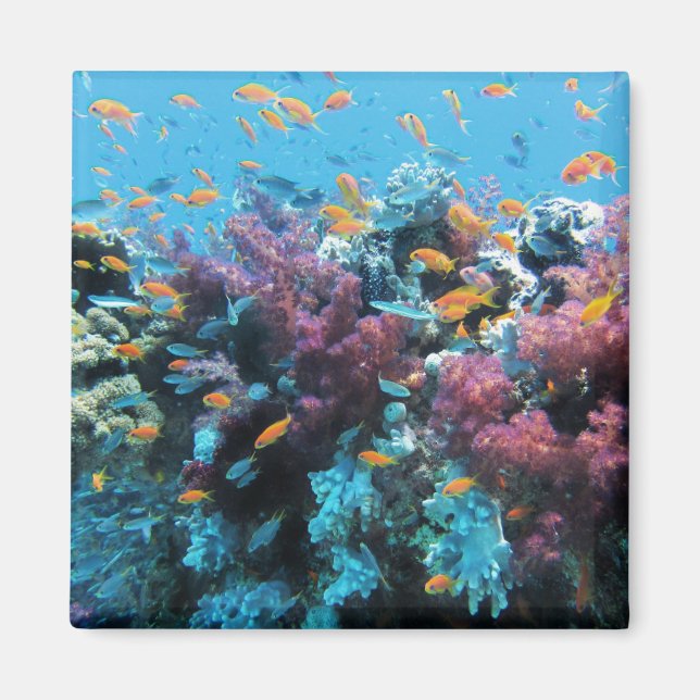 Imã Peixes Tropicais de Laranja e Coral Rosa (Frente)