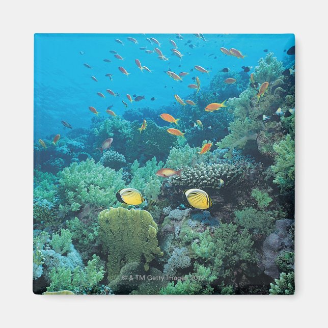 Imã Peixes tropicais nadando sobre recifes (Frente)