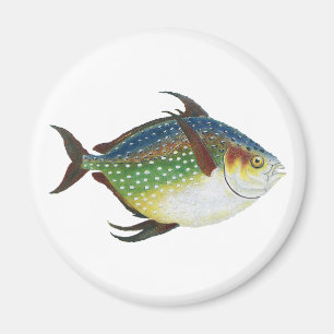 Imã Peixes Tropicais Opaques, Animais Aquáticos Marinh