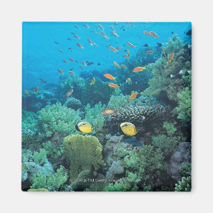 Imã Peixes tropicais que nadam sobre o recife