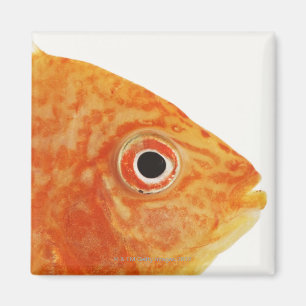 Imã Peixes vermelhos do diácono