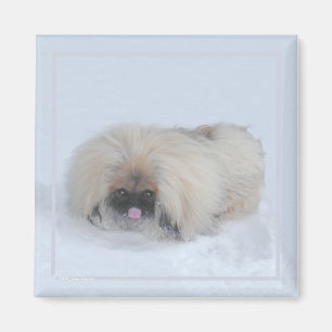 Imã Pekingese Magnet