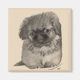 Imã Pekingese Puppy