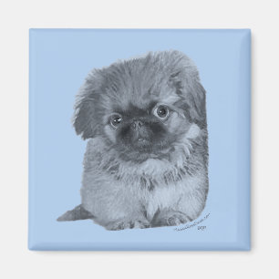 Imã Pekingese Puppy Blue