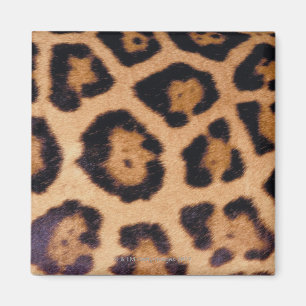 Imã Pele do leopardo