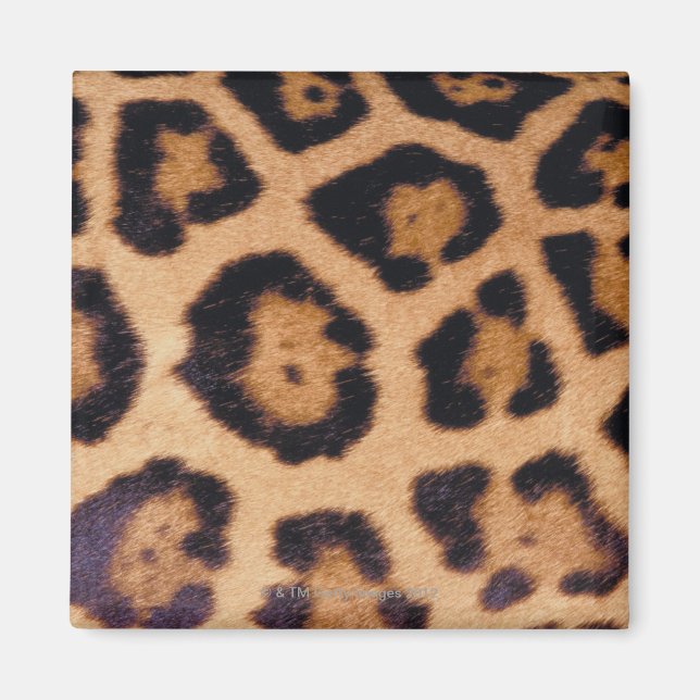 Imã Pele-leopardo (Frente)