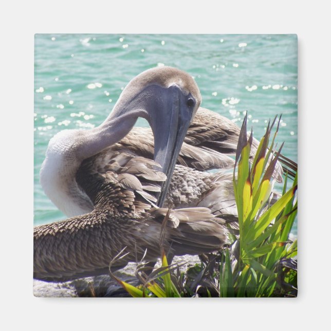 Imã Pelican (Frente)