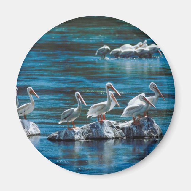 Imã Pelican (Frente)