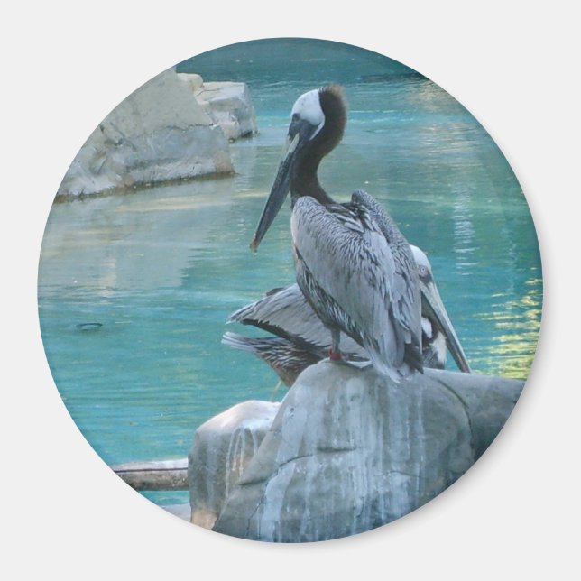 Imã Pelican (Frente)