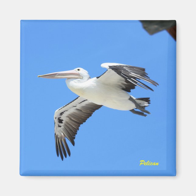 Imã Pelican (Frente)