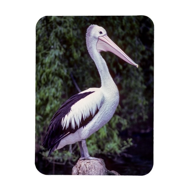 Ímã Pelican em um galho, Tasmânia - Austrália (Vertical)