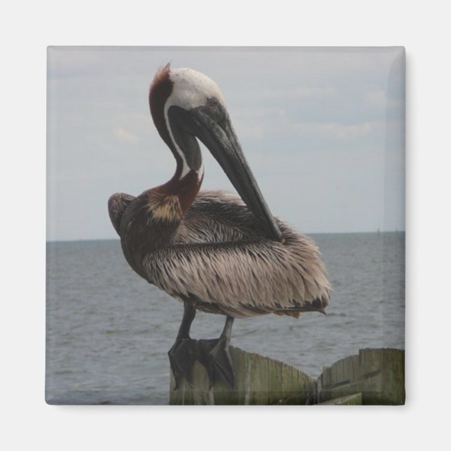 Imã Pelican Magnet (Frente)