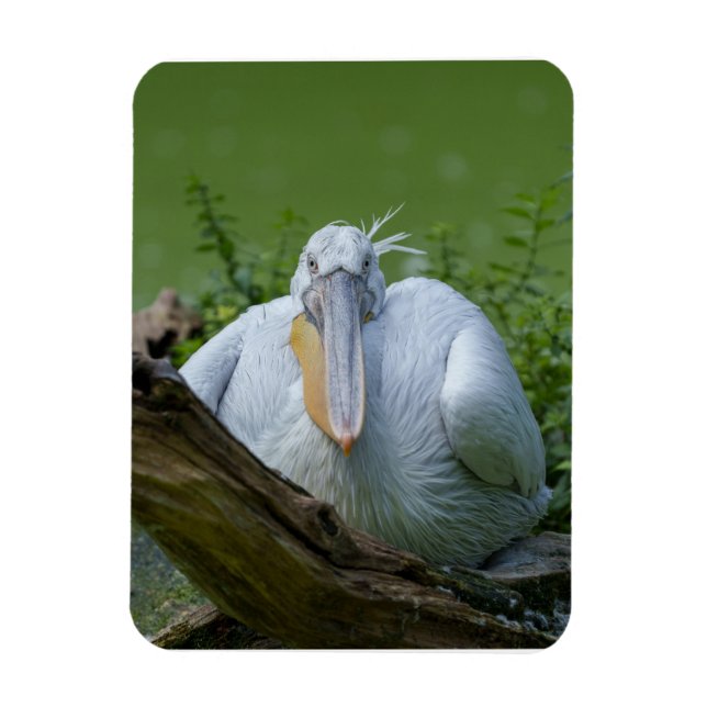 Ímã Pelican Serenity A Captivating Gaze (Vertical)