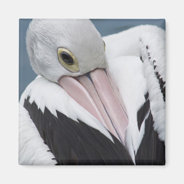 Imã Pelicano australiano close up (Frente)