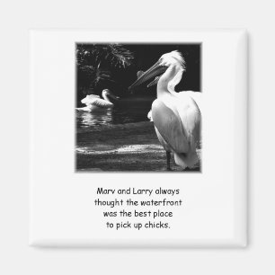 Imã Pelicanos cómicos