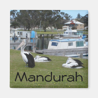 Imã Pelicanos em Mandurah