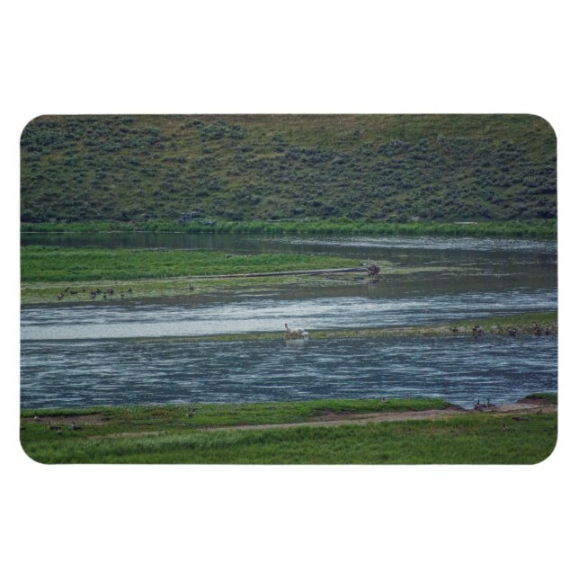 Ímã Pelicanos se juntam aos gansos (Horizontal)