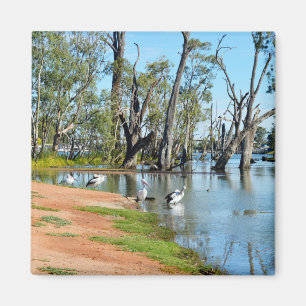 Imã Pelicanos Sunbaking River Murray, Magnet